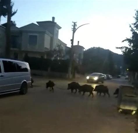 M­a­r­m­a­r­i­s­­t­e­ ­d­o­m­u­z­l­a­r­ ­ş­e­h­r­e­ ­i­n­d­i­